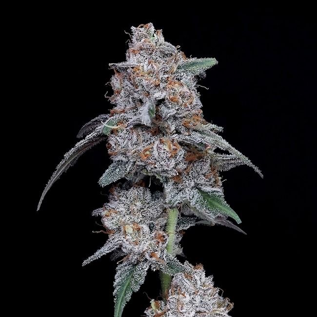 The Big Mac - AUTO - FEM 5 pack