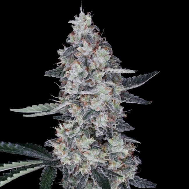 Watermelon Man - AUTO - FEM 5 pack