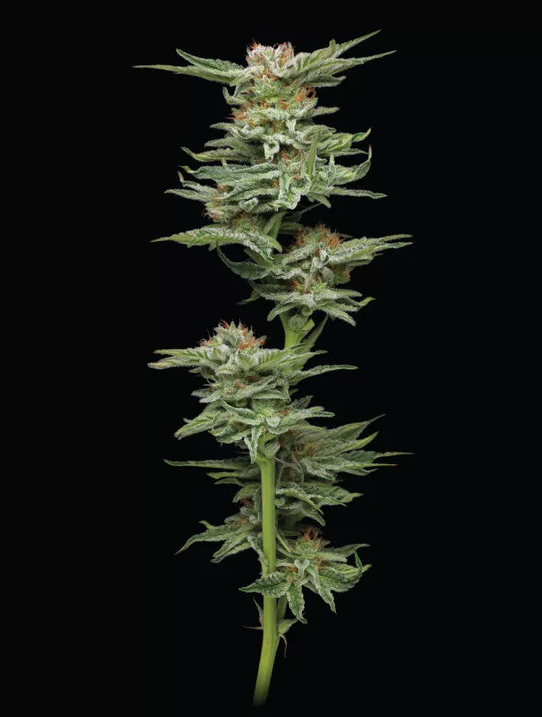 Blueberry Muffin - FEM 5pk