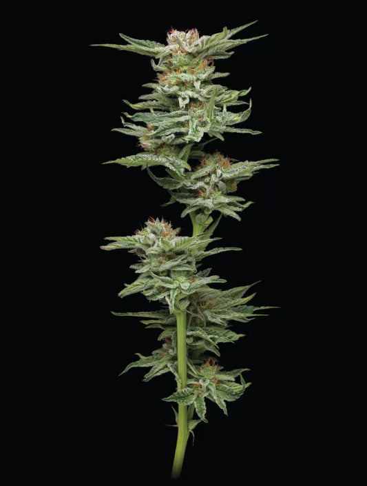 Blueberry Muffin - FEM 5pk