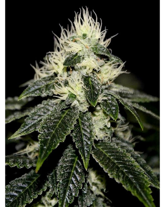 Chem 91 Sk Va - Fem 6 Seeds
