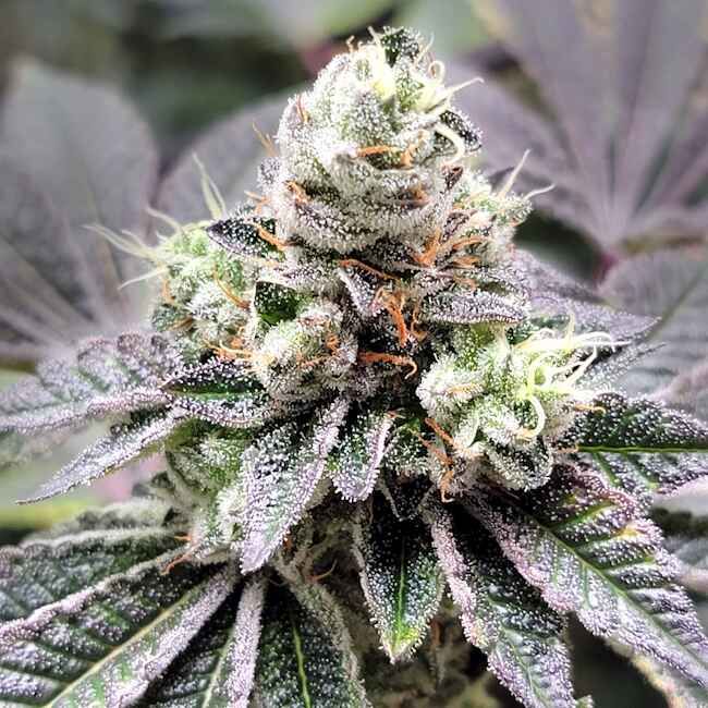 Coco-Nutty - FEM 6pk