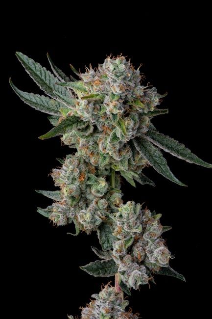 Glue 31 - Fem 7 Seeds