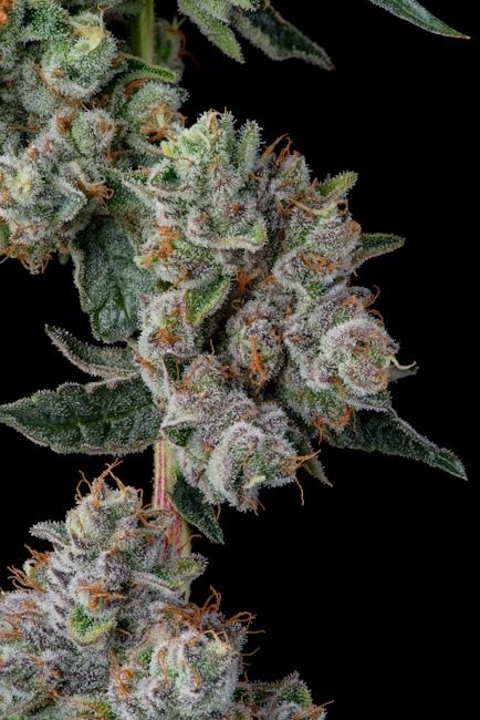 Glue 31 - Fem 7 Seeds