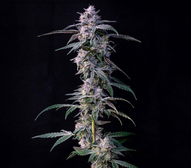10Gs - FEM 7 Pack