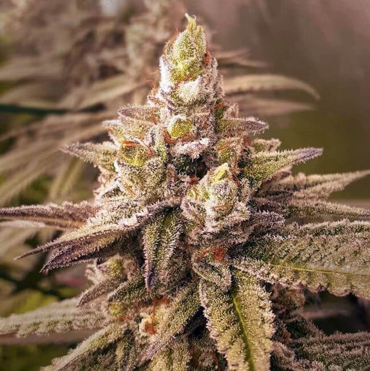 2 B Blunt - FEM 6pk