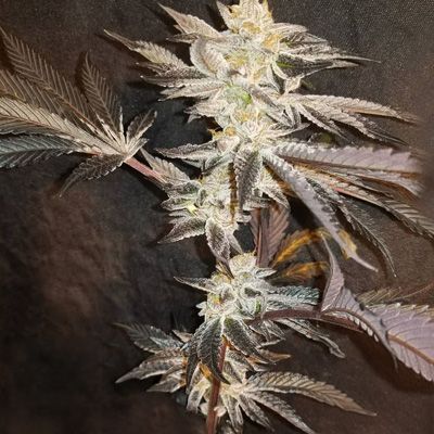 33rd Degree - FEM 6pk
