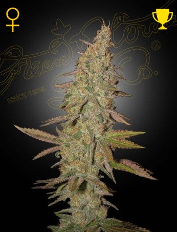 Arjan's Ultra Haze #1 - FEM 5pk