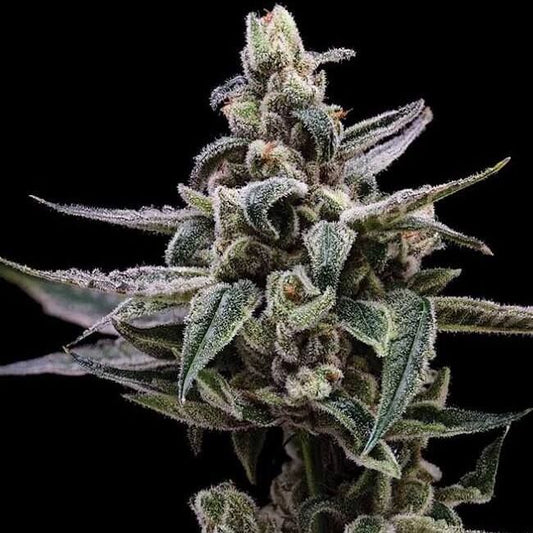 Affie OG - REG 11pk