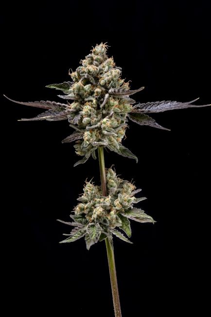 Afghani Mints - REG 11 pack