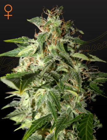 Afgooey - FEM 5pk
