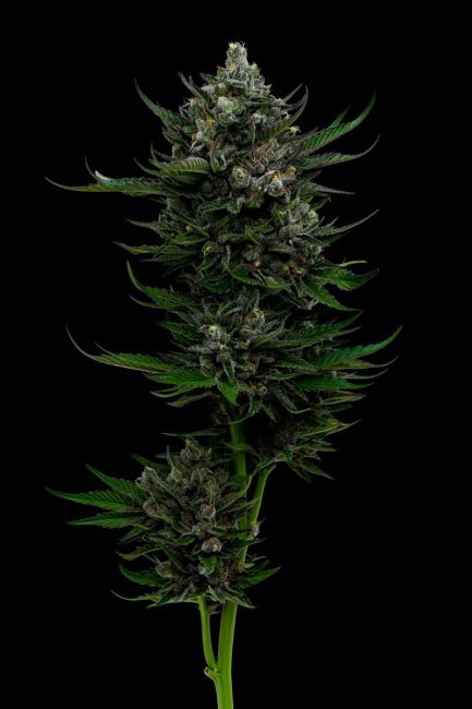 All Gas OG - FEM 5pk