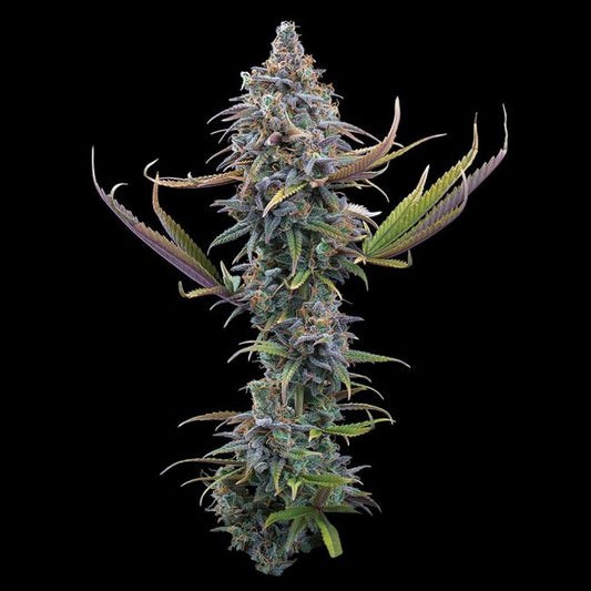 Apollo - FEM 3 Seeds