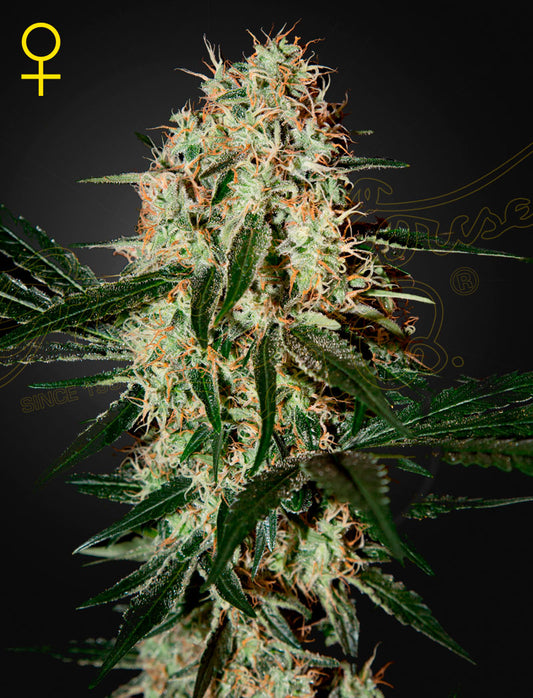 Arjan's Haze #3 - FEM 5pk
