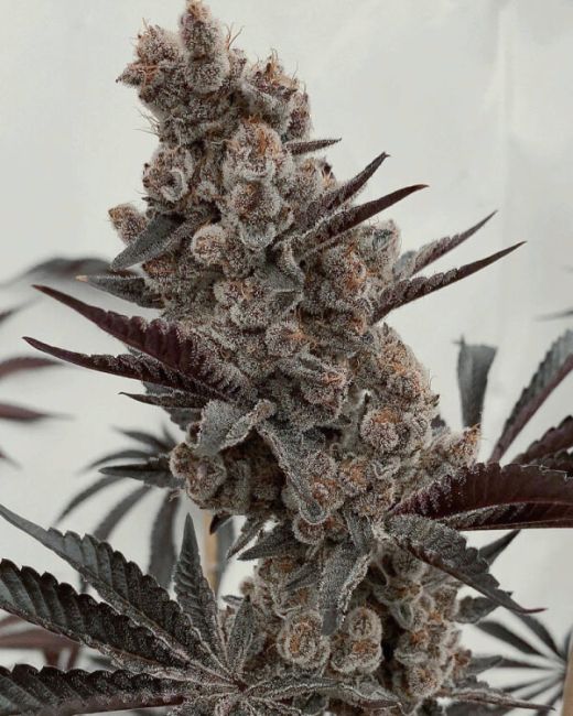 Bahama Mama S1 - Fem 6 Seeds