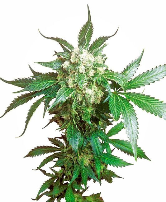 Black Domina - FEM 5pk