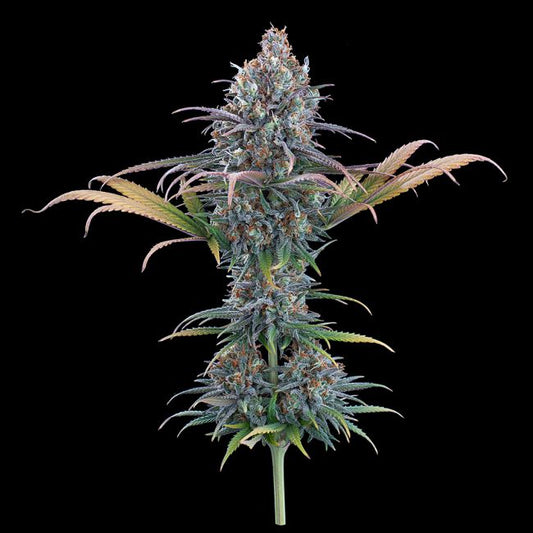 Cinderella Purple - FEM 9 Pack