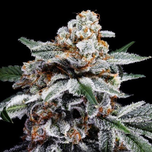 Canelo - AUTO - FEM 5 pack