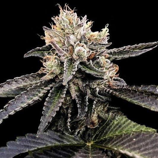 Cataract Cake - FEM 6 paclk