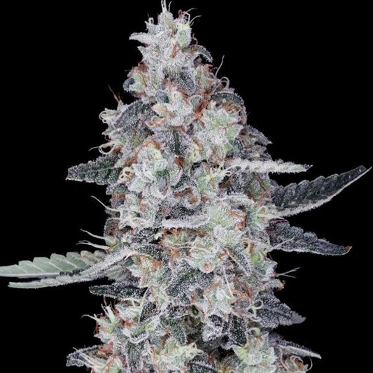CheMACal Romance - AUTO - FEM 5 pack