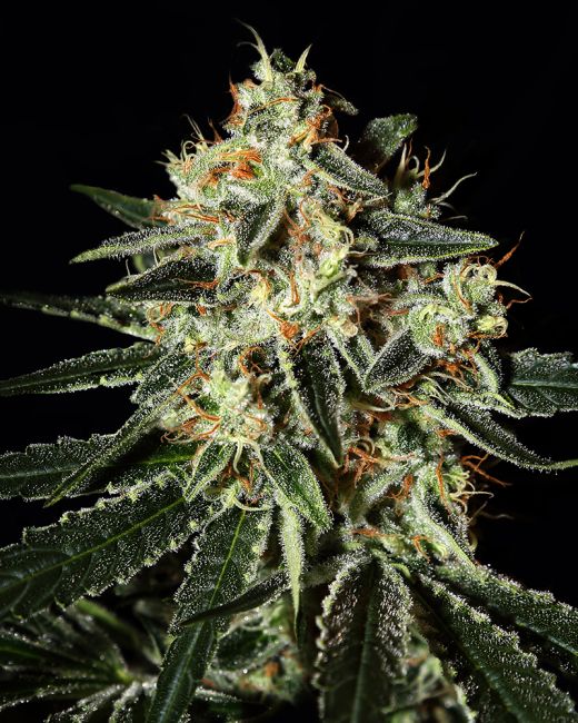 Cheese - FEM 5pk