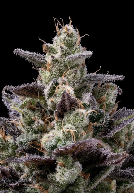 Chem D-Light - REG 11 pack