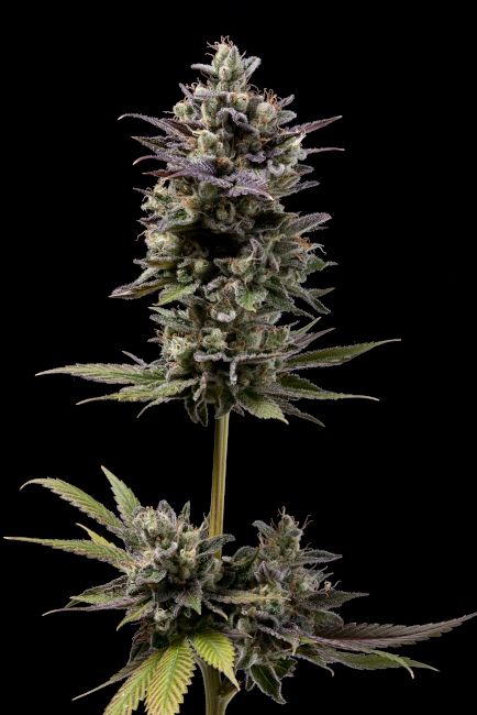 Chem D-Light - REG 11 pack