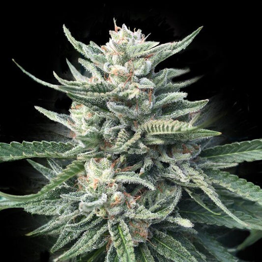 Chocolope 256 - FEM
