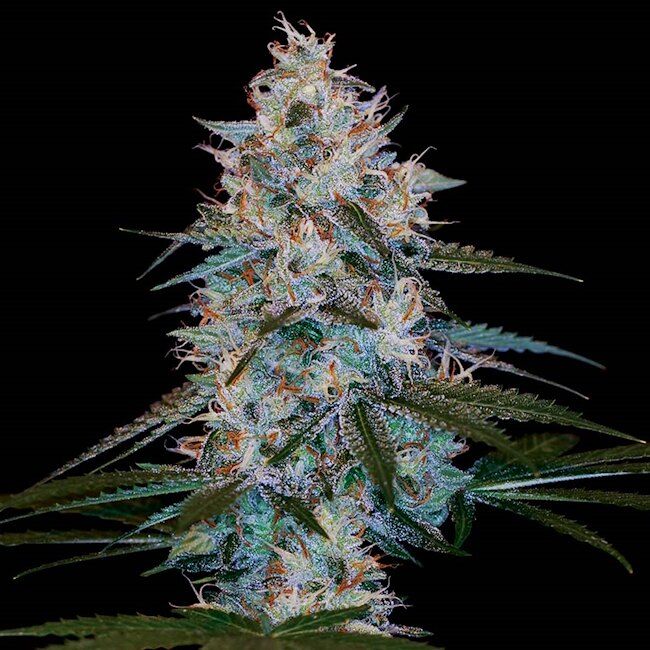 Chocolope Kush - REG 10 pack