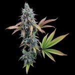 Cinderella 99 Fem - 3 Seeds