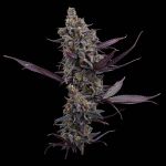 Cinderella Pineapple - Fem 3 Seeds