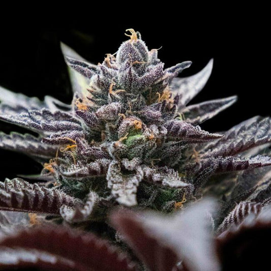 Double Stuffed Sorbet - FEM 6 pack