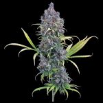 Durban Thai x C99 - Fem 3 Seeds