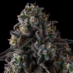 Fruit Riot - FEM 3 pack