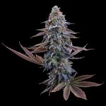 G13 Genius - Fem 3 Seeds