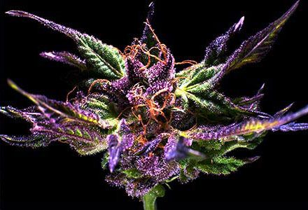 Grand Daddy Purple - 10 Reg Seeds