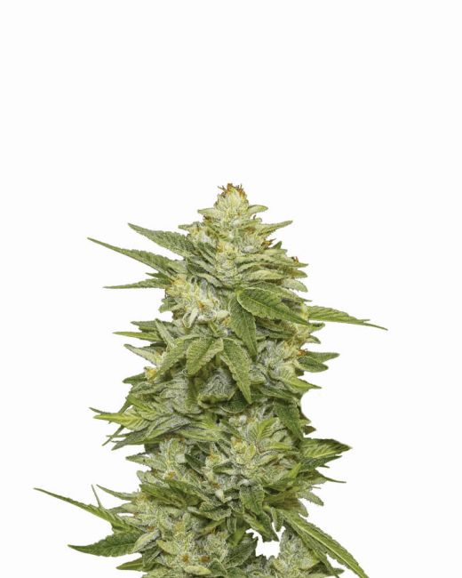 GG-48 - Auto FEM 5pk