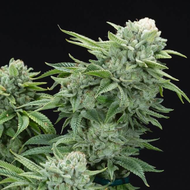 Gorilla Glue #4 S1 - FEM 6pk