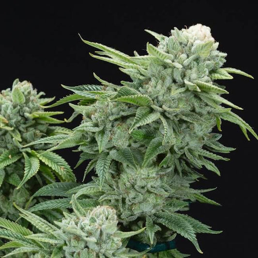 Gorilla Glue #4 S1 - FEM 6pk