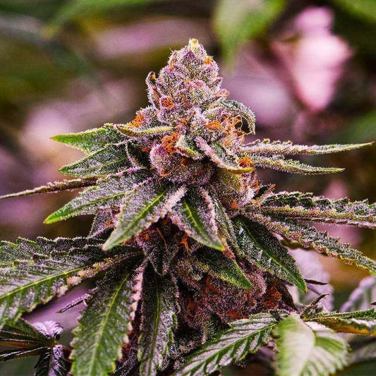 Girl Scout Cookies - Auto FEM 5pk
