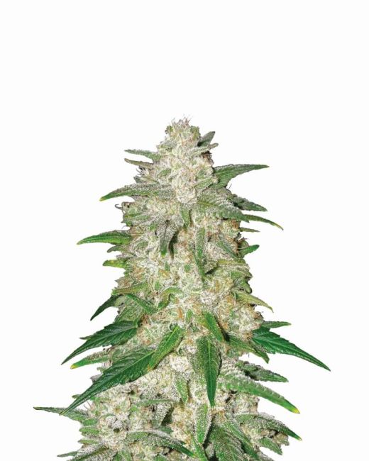 Gelato - Auto FEM 5pk