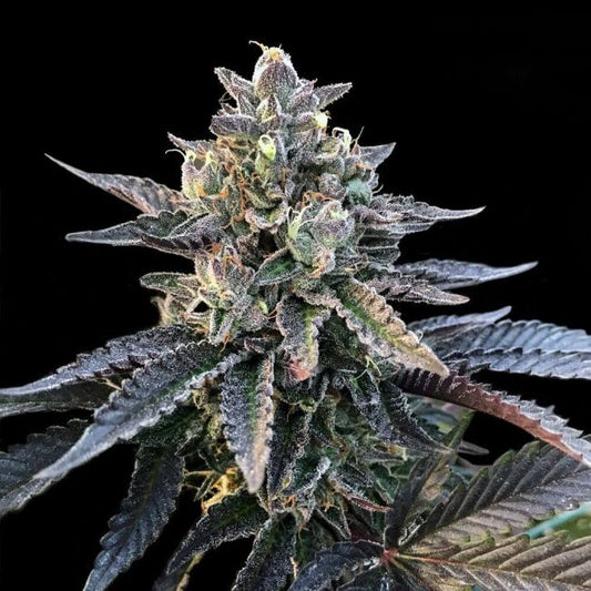 Gelato Sorbet - FEM 6 pack