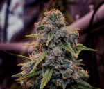 Genius Juice - FEM 9 Seeds