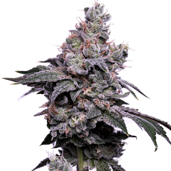 GoldenHaze - FEM 5 pack