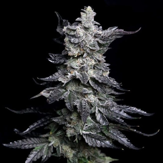 Granny's Apple Fritter - FEM 6pk