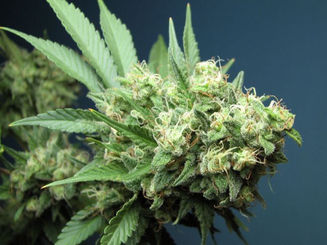 Green Crack - FEM 6 pack