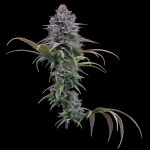 Grimm Glue - FEM 3 Seeds