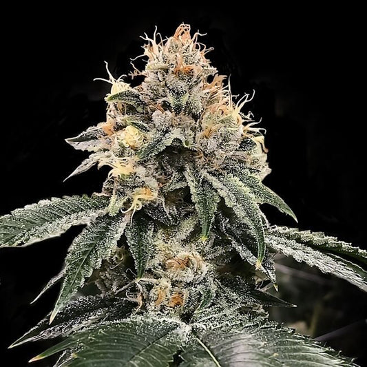 HG23 (Michael Jordan) - FEM