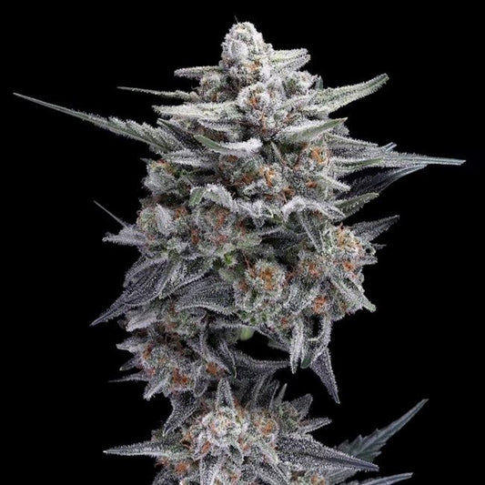 HG23 (Michael Jordan) - AUTO - FEM 5 pack
