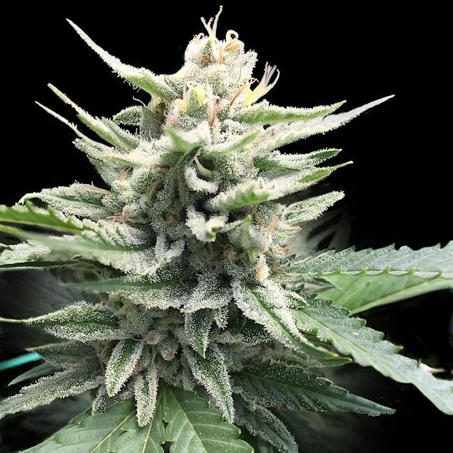 Honey Banana S1 - FEM 5 pack